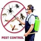 Pest Control Services